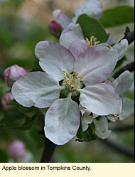 Apple blossom in Tompkins County, New York.