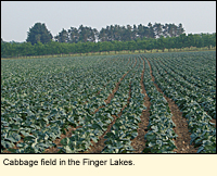 Cabbage field in Ontario County.