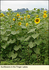 Sunflowers in the Finger Lakes, New York.