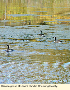 Canada geese t Lowe's Pond in Chemung County.