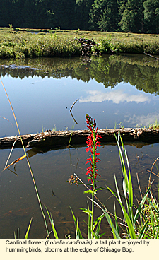 Cardinal flower (Lobelia cardinalis), a tall plant enjoyed by hummingbirds, blooms at the edge of Chicago Bog.