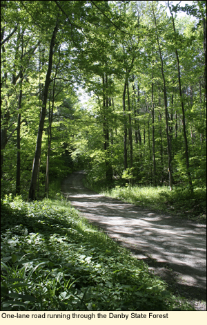 A one-lane road running through the Danby State Forest in Danby, New York.