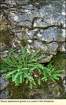 Ebony spleenwort in Clark Reservation State Park grows in a crack in the limestone.