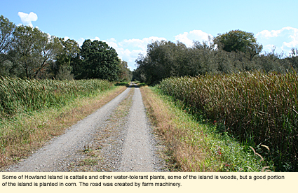 Some of Howland Island is cattails and other water-tolerant plants, some of the island is woods, but a good portion of the island is planted in corn. The road was created by farm machinery.