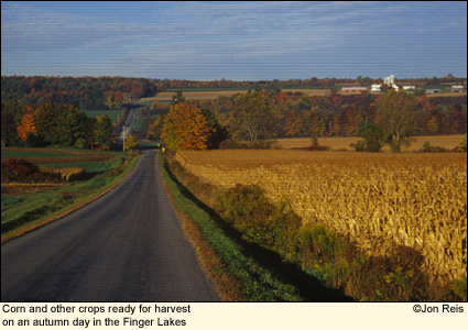 Corn and other crops ready for harvest on an autumn day in the Finger Lakes, New York