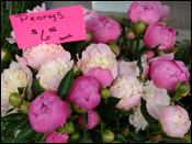Peonies on sale at a farmers' market in the Finger Lakes, New York