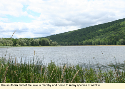 The southern end of Hemlock Lake in the Finger Lakes (New York State) is marshy and home to many species of wildlife.